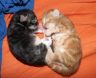 Amaro und Amir