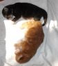 Amir und Amaro, 14 Tage alt
