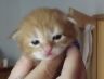 Amir, 14 Tage alt