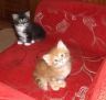 Amaro und Amir, 8 Wochen alt
