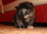 Chiwa, 4 Wochen