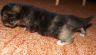 Chiwa, 16 Tage