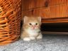 Ilian, 6 Wochen alt