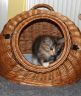Jule, 12 Wochen alt