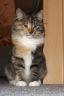 Jule