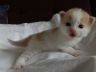 Kira, 20 Tage alt