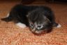 DSCF2646-1.jpg