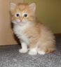 2704-flori4.jpg