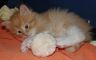 2704-flori9.jpg