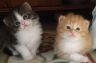 DSCF6880.jpg