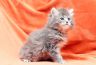 Frieda20210411 (1)_1200.jpg