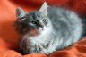 Frieda20210620 (3)_1200.jpg