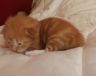 Gismo-091016-2.jpg