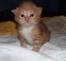 gismo-161016-1.jpg