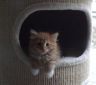 gismo201116-1.jpg