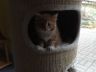 gismo201116-4.jpg
