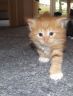 gismo311016-1.jpg