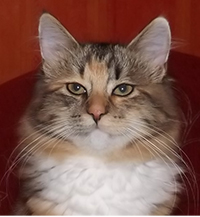 Cecilia vom blauen Blick